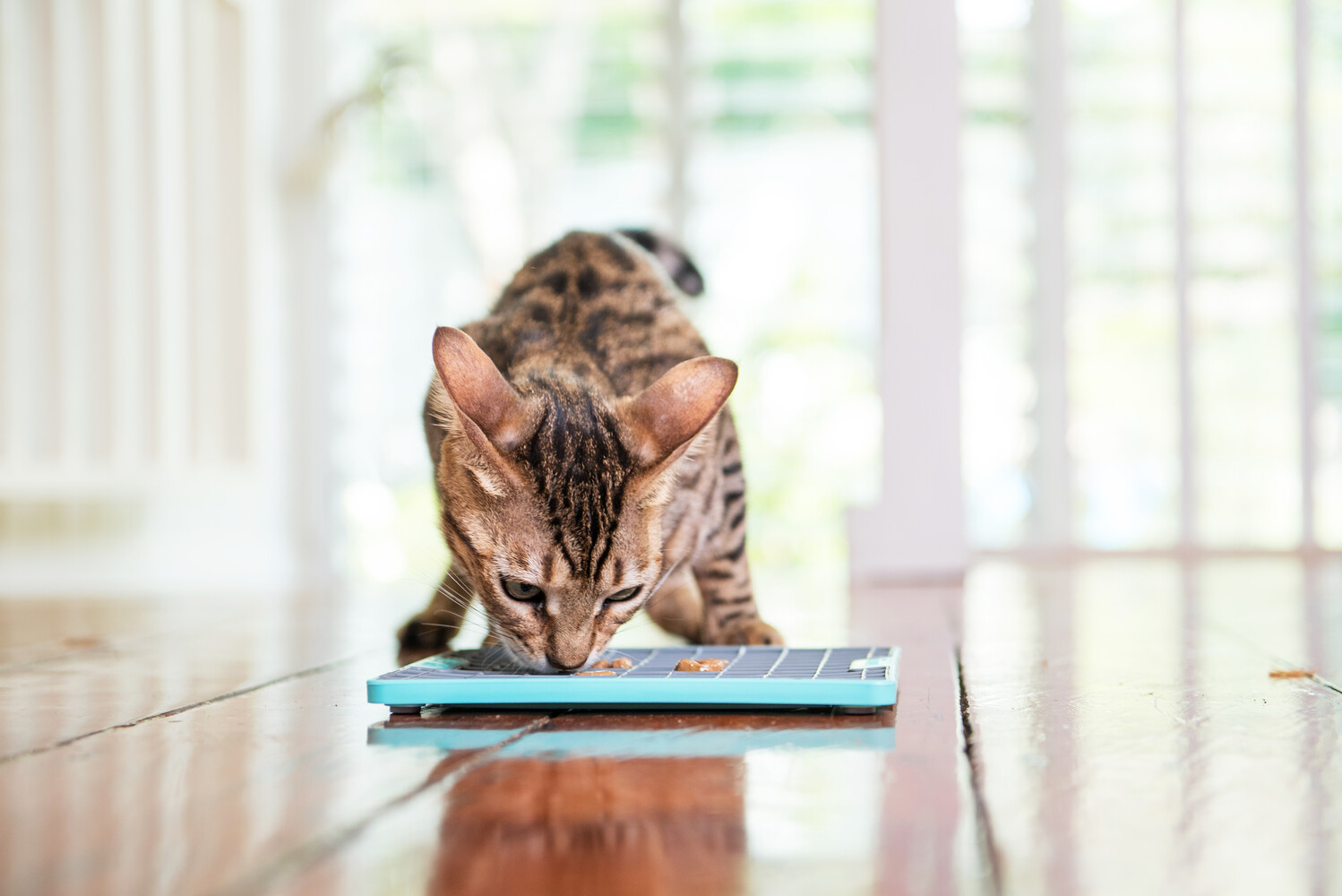 LickiMat Tuff™ Playdate™ Lick Mat