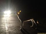 LED Light dog collar LEUCHTIE Plus sunny yellow 60 cm