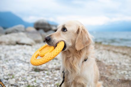 KIWI WALKER® Let's play! FRISBEE MAXI blue